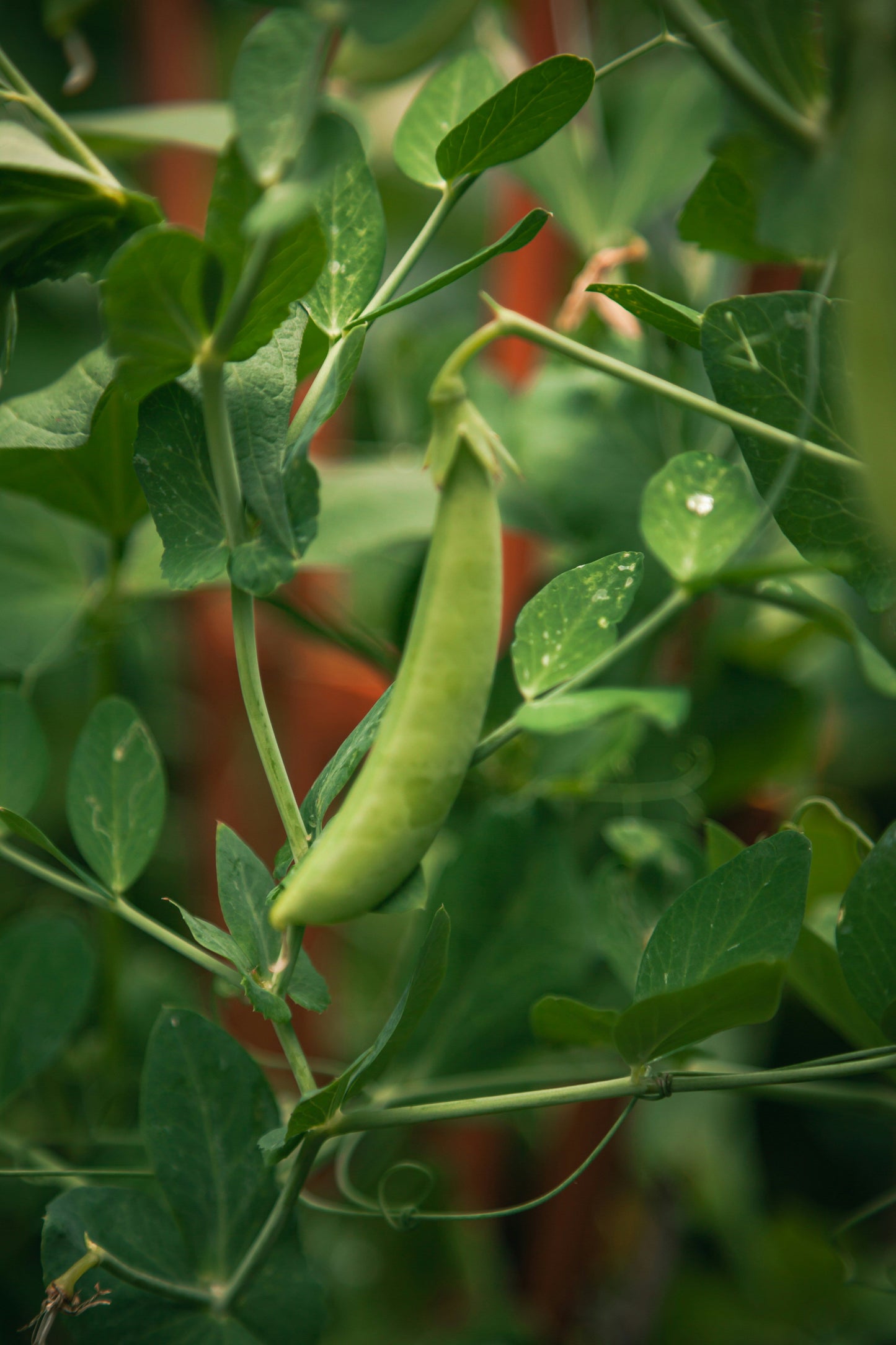 Sugar Ann Snap Peas - 6 pk