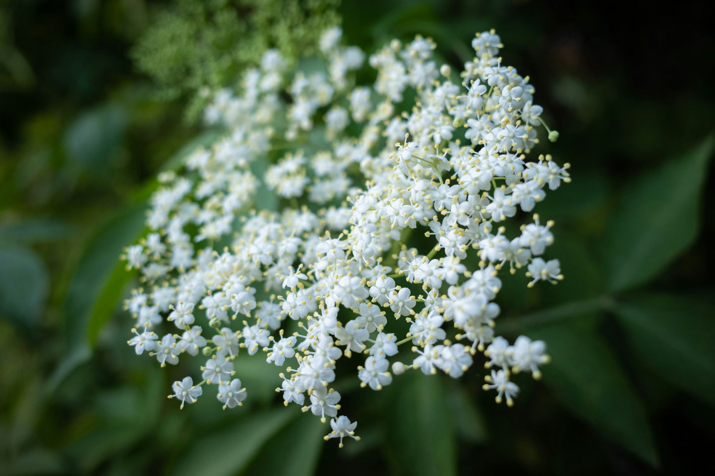 Marge Elderberry