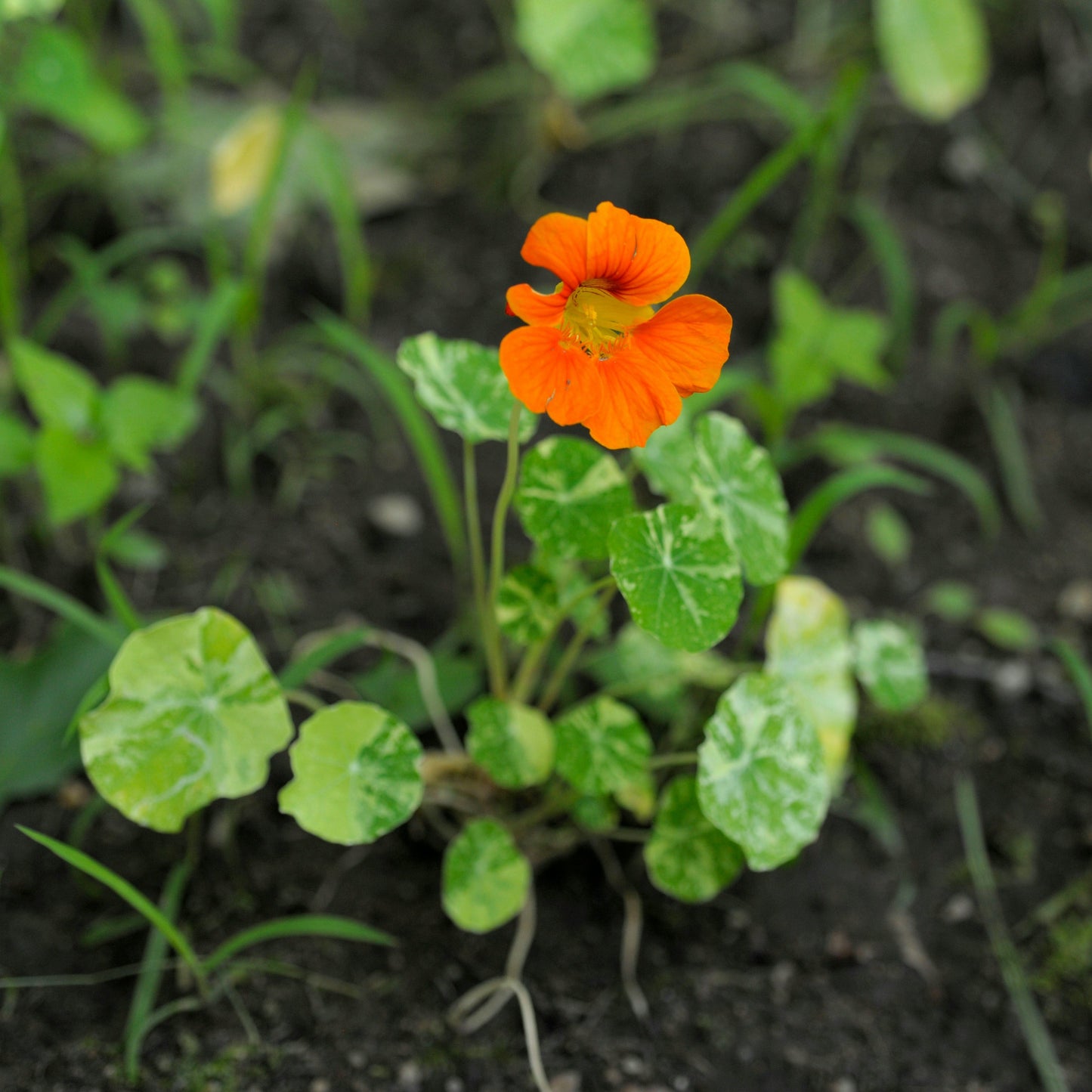 Alaska Variegated Nasturtium Plant - 6 pk