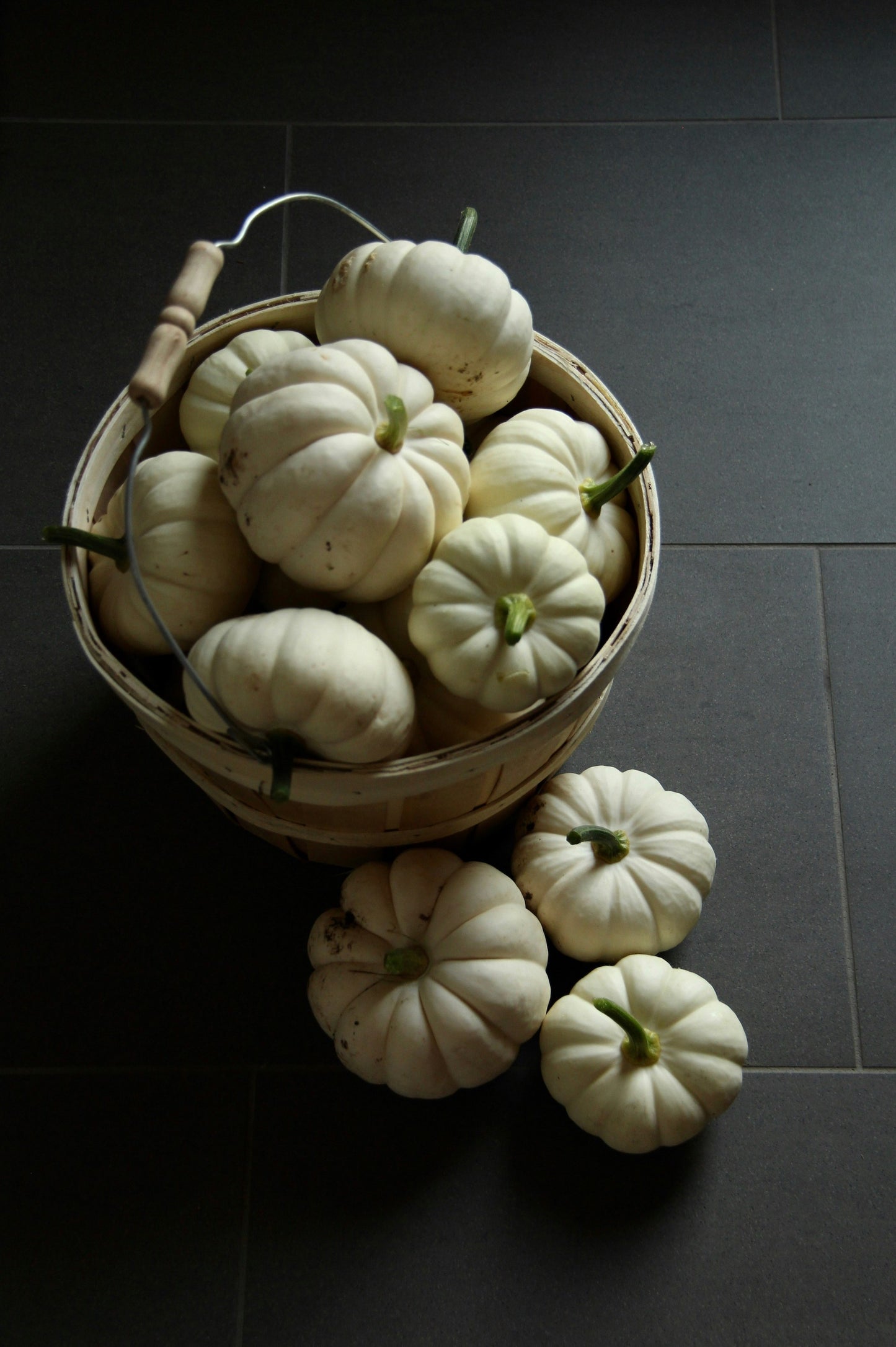 Chinese Miniature White Pumpkin Plant