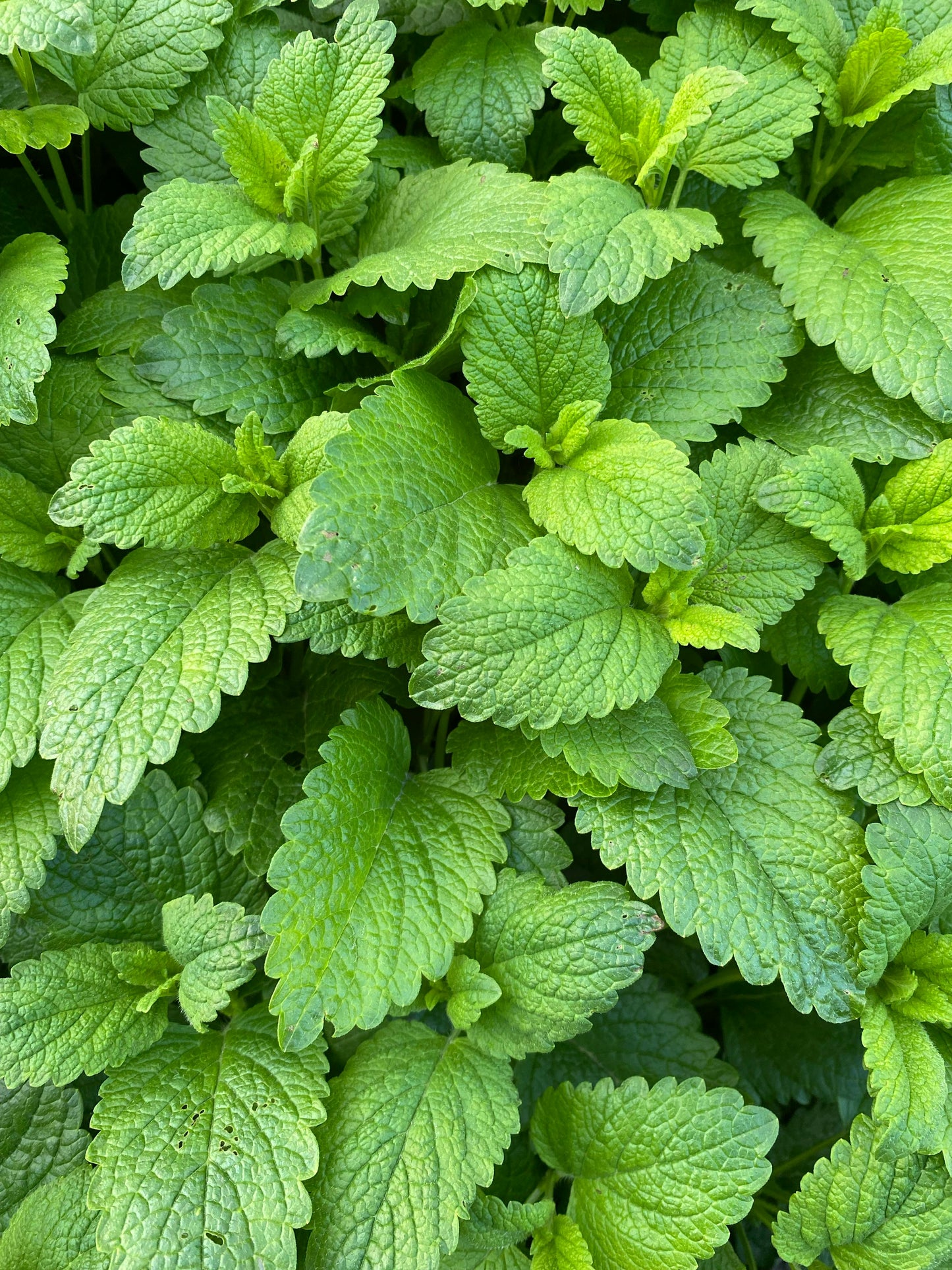 Spearmint Plant