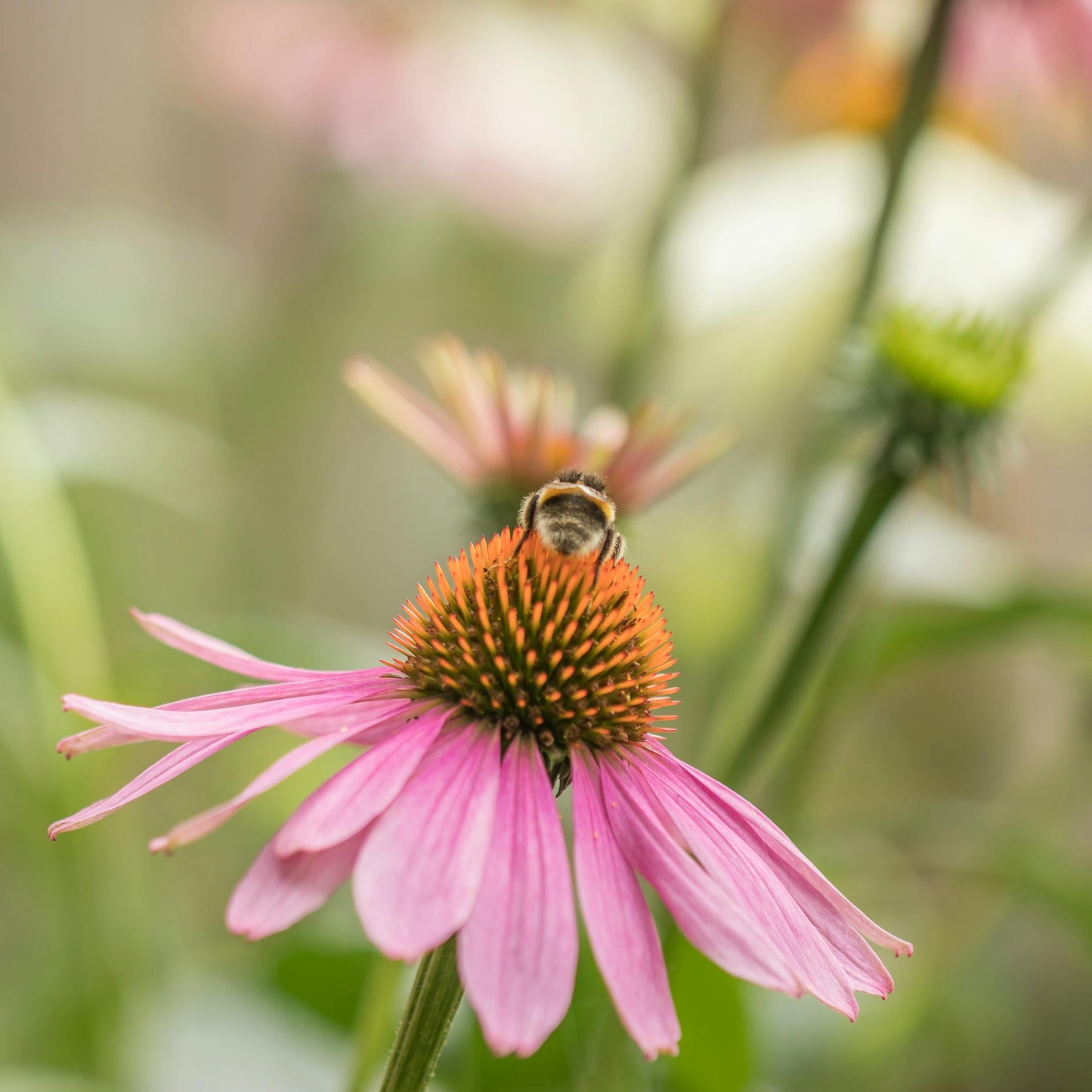 Purple Echinacea Plant