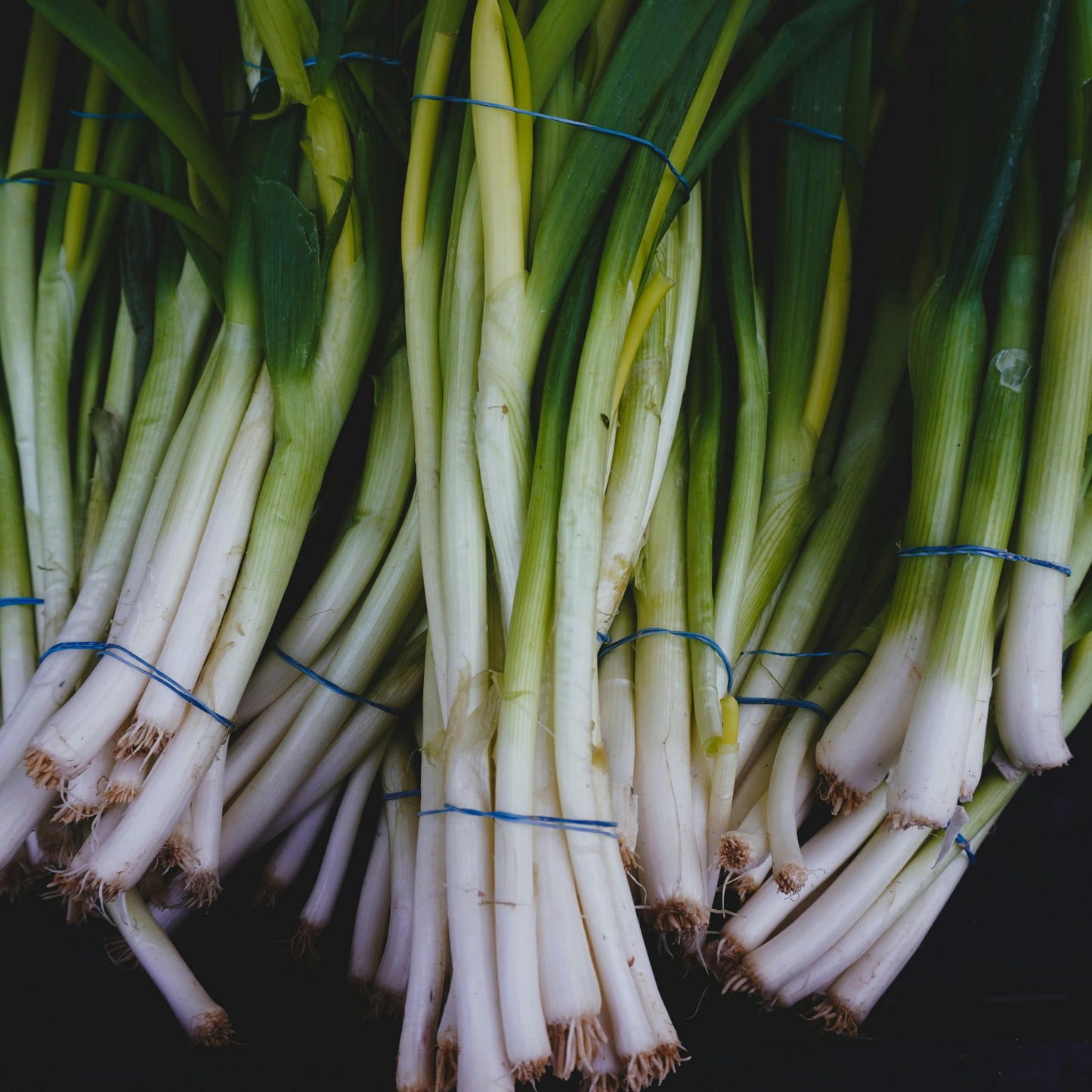 3" Bunching Onion (Green Onions) - Approx 15 plants