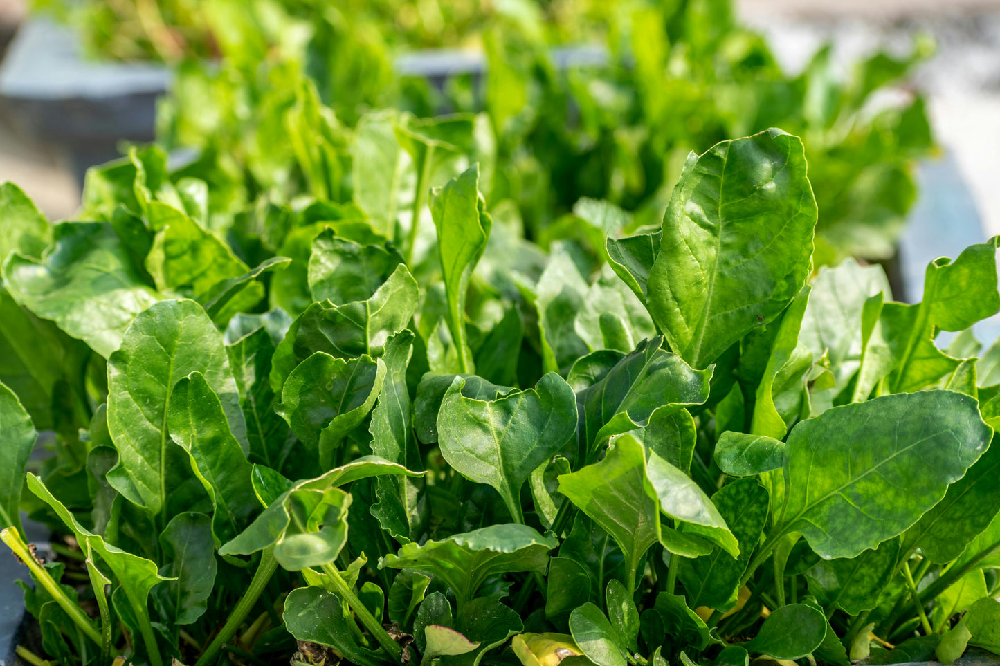 Bloomsdale Spinach Plant - 4"