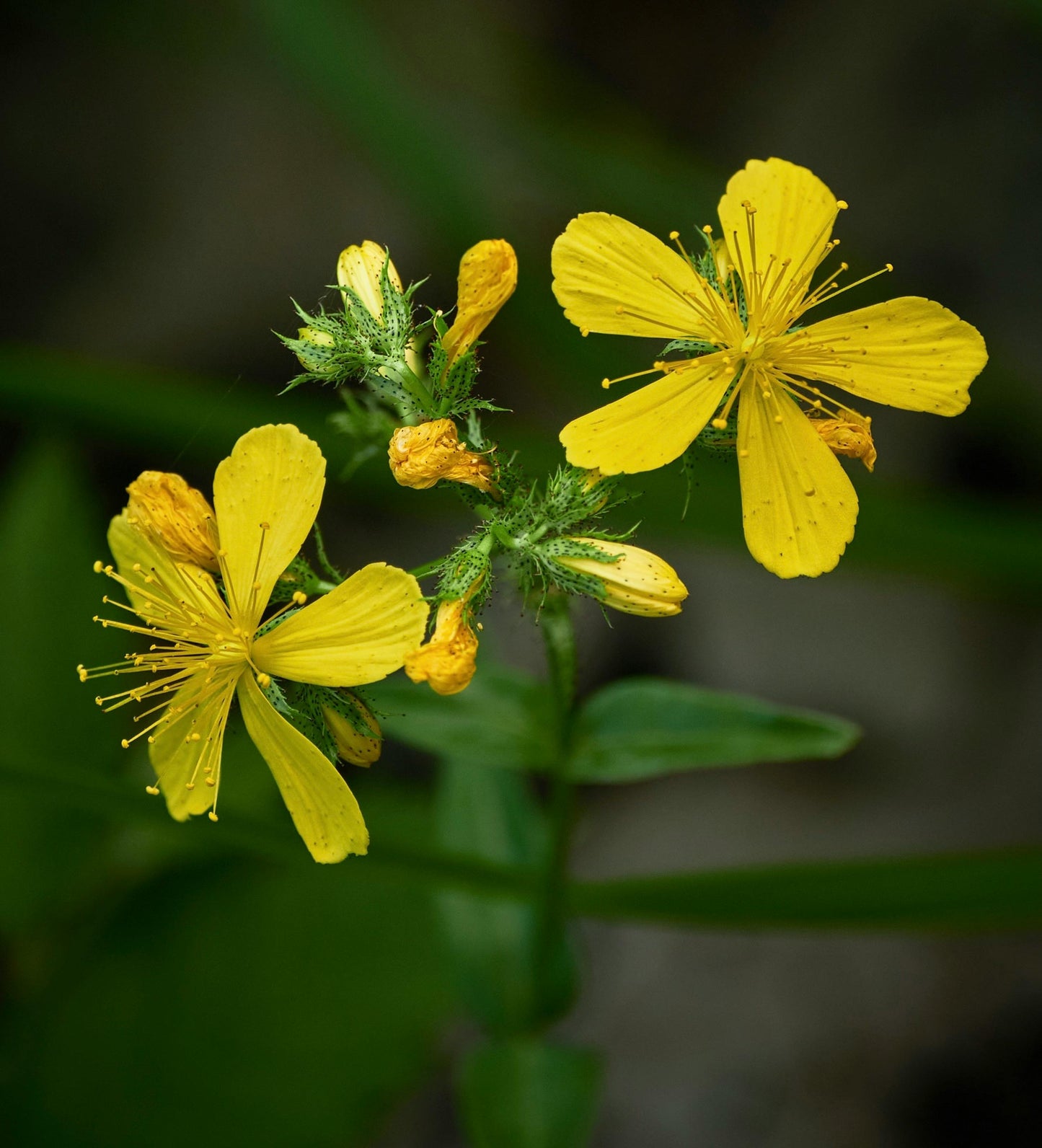 4" St. John's Wort