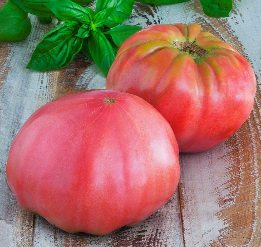 Brandywine Pink Tomato Plant