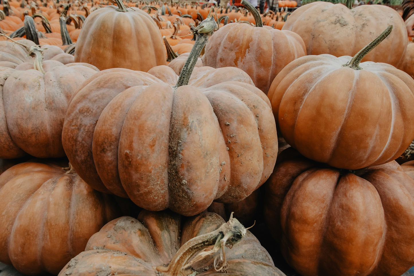 Fairytale Pumpkin Plant