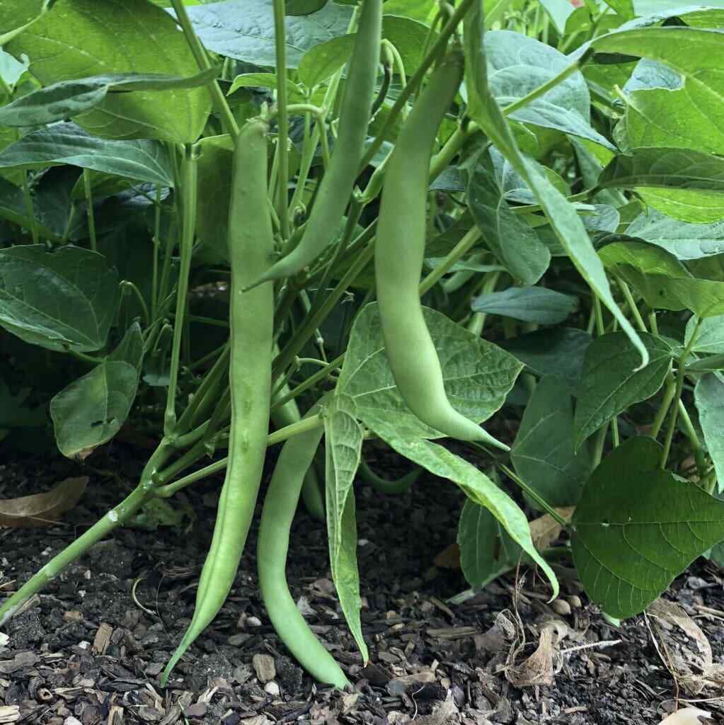 Tendergreen Bush Bean Plant - 6 pk